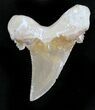 Bargain Auriculatus Shark Tooth - Dakhla, Morocco #28285-1